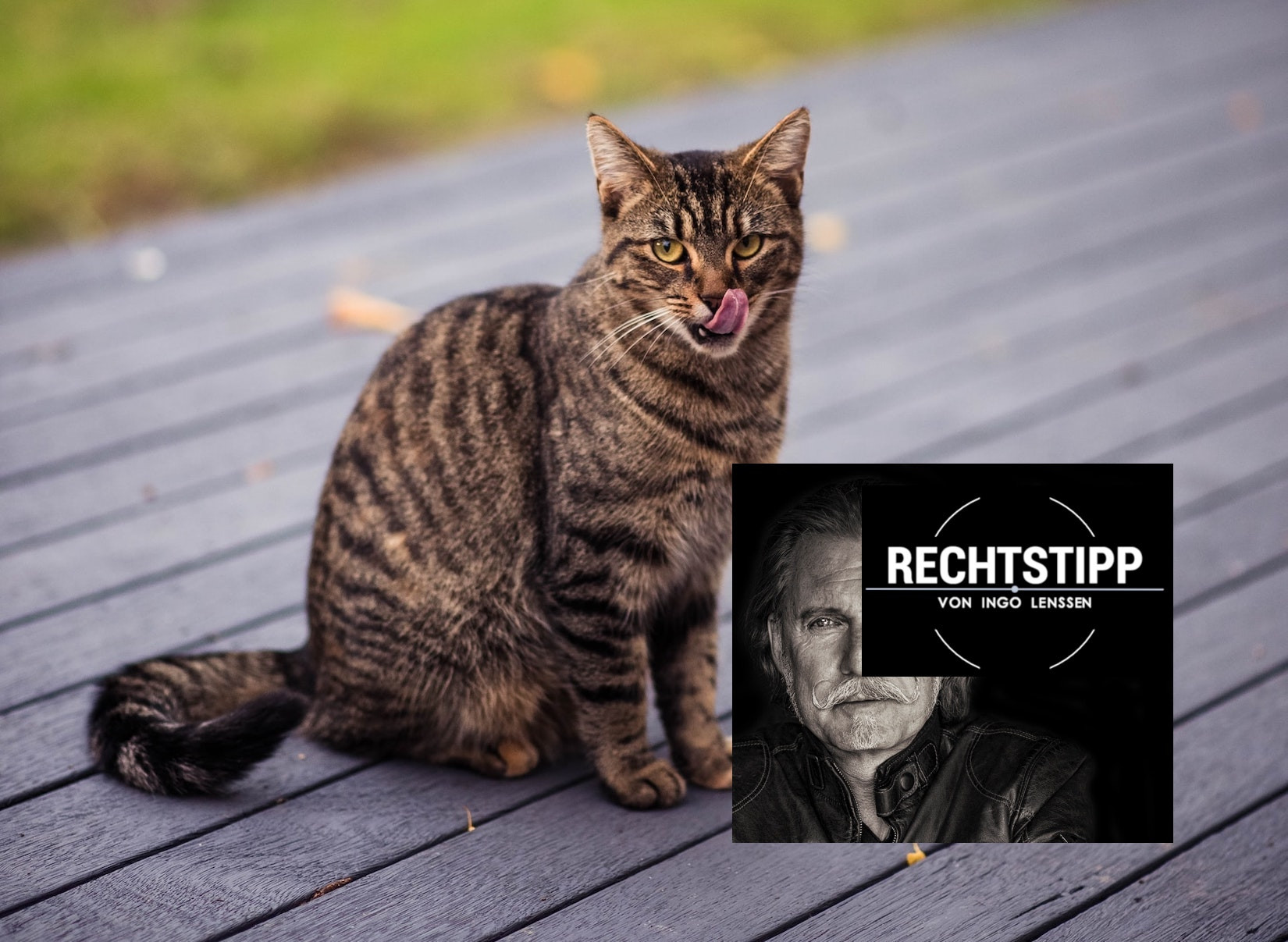 Katze_Veranda_unsplash